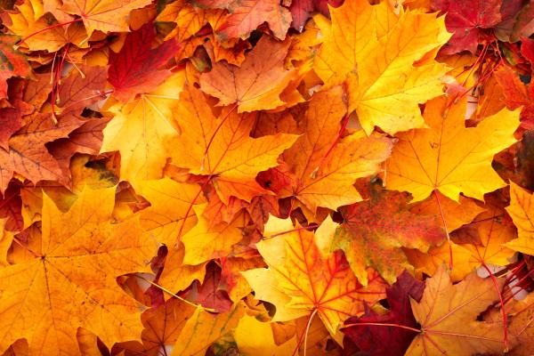 fallen maple leaves in autumn