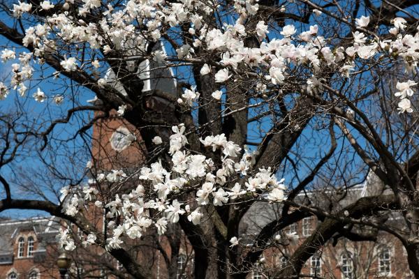magnolia tree blooming in spring in front of University Hall