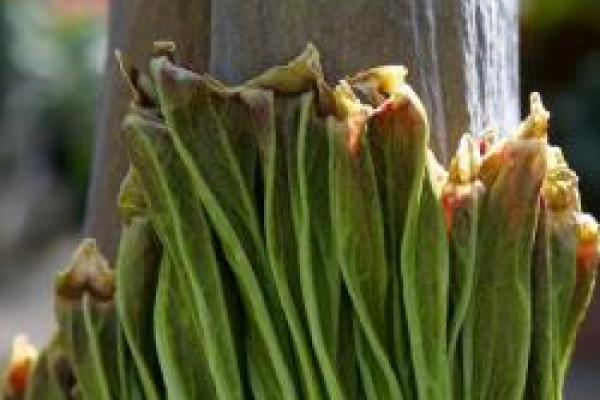 closeup of Titan arum spathe with small portion of spadix showing