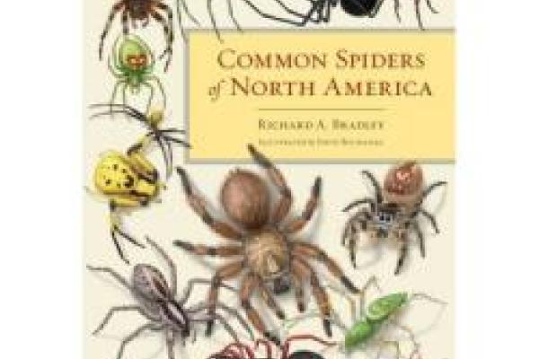 common spiders of north america book