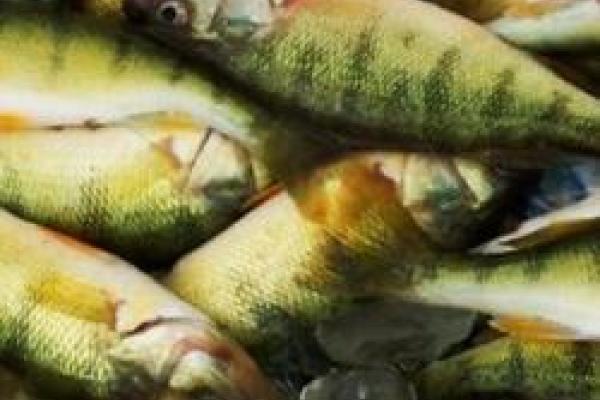 closeup of pile of perch