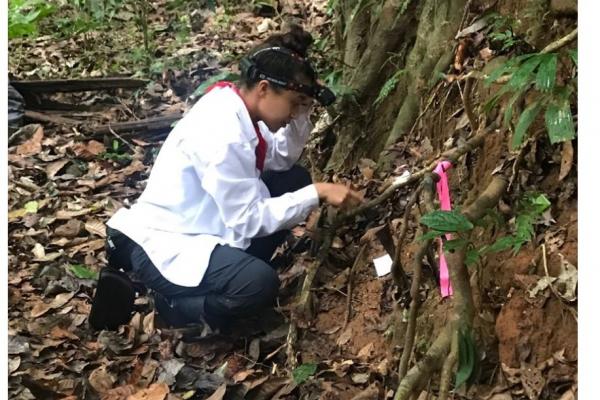 Searching for Megalomyrmex milenae Searching for Megalomyrmex milenae