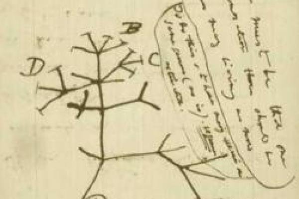 Darwin's I think sketch