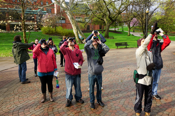 birding birding