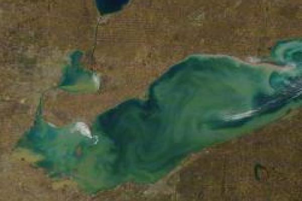 aerial view of Lake Erie cyanobacteria blooms