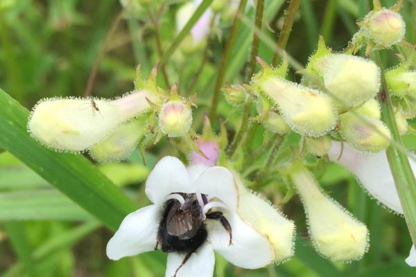 bumblebee bumblebee
