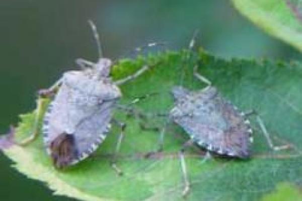 closeup of 2 stinkbugs on a leaf