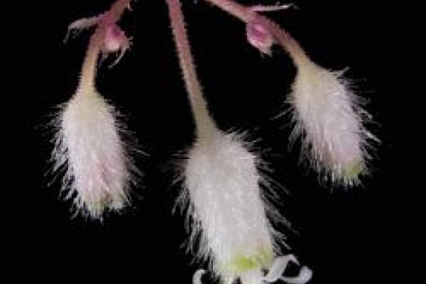 Heuchera longipetala on black background by John Freudenstein