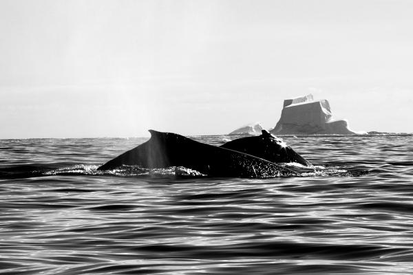 humpback humpback