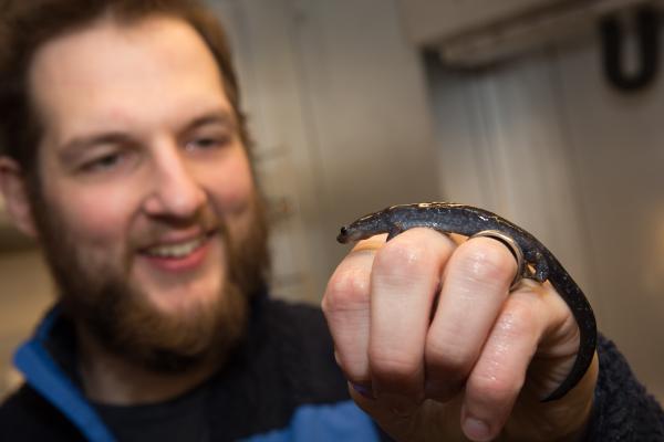 denton_salamander denton_salamander