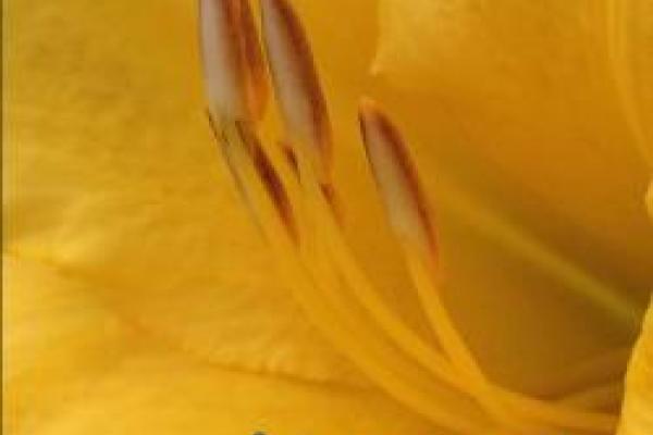 summer 2014 MBD newsletter cover showing closeup of anthers on a daylily