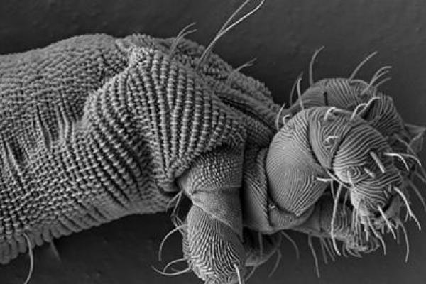 Nematalycidae Nematalycidae