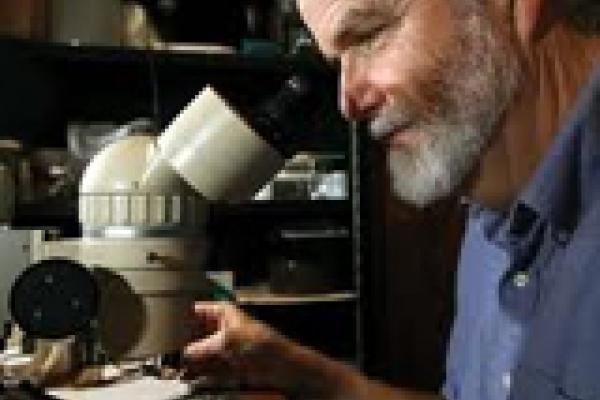 rich bradley looking through dissecting scope