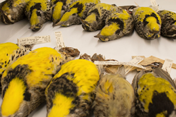 meadowlark skins in cabinet drawer