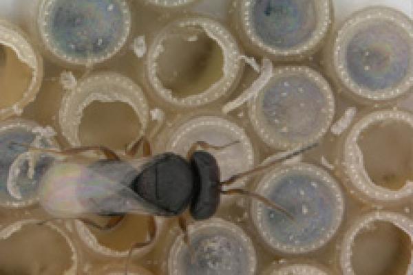 wasp wasp