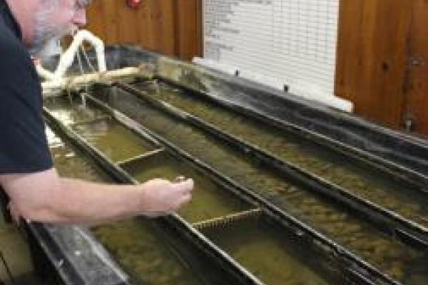 Tom Watters leaning over a holding tank and examining a mussel