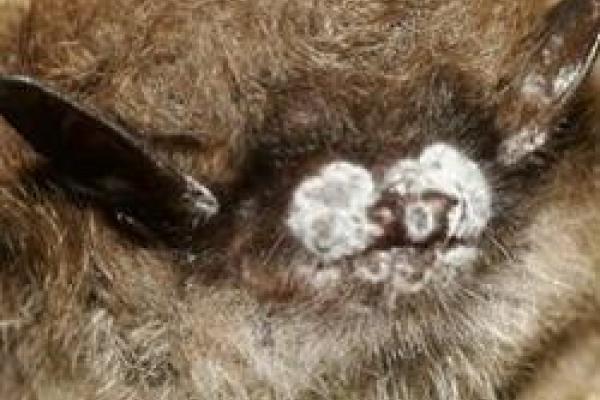 closeup of brown bat nose with white nose syndrome