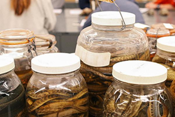 MBD specimen jars