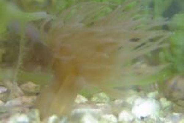 closeup of Aiptasia on gravel in aquarium
