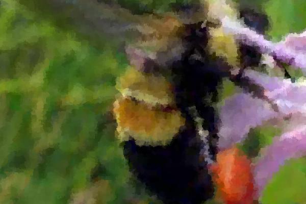 rusty patch bumble bee rusty patch bumble bee