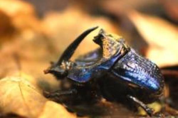 dung beetle crawling on ground