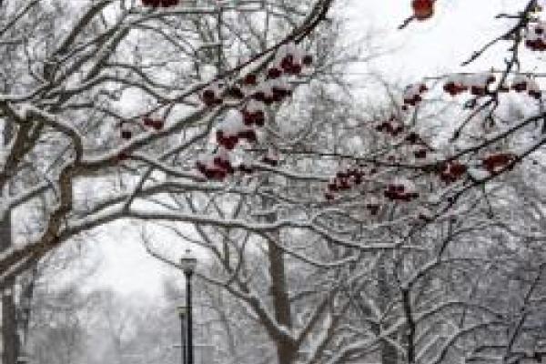 snow covered tree branches