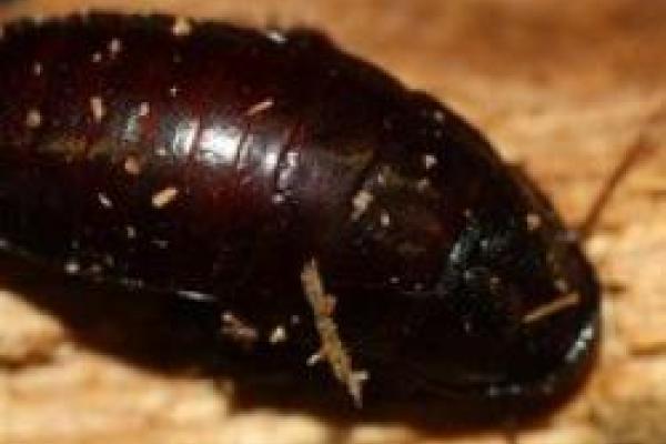 closeup of Madagascar hissing cockroach