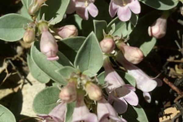 Penstemon debilis 