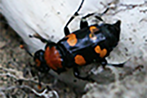 American Burying Beetle American Burying Beetle