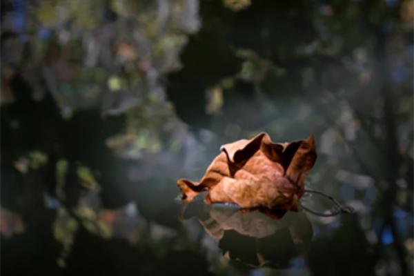 leaf leaf