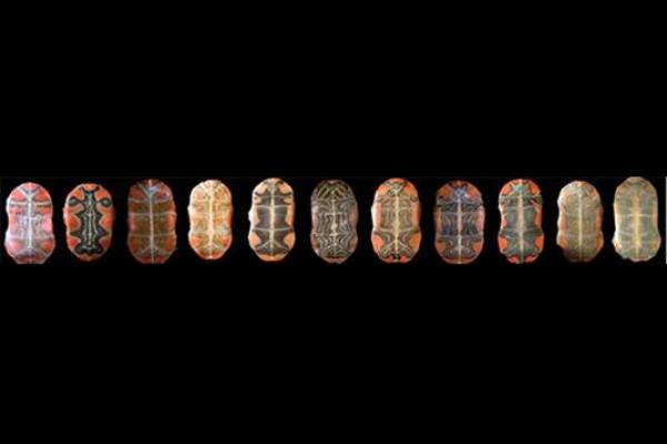 plastron plastron