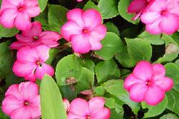 closeup of impatiens