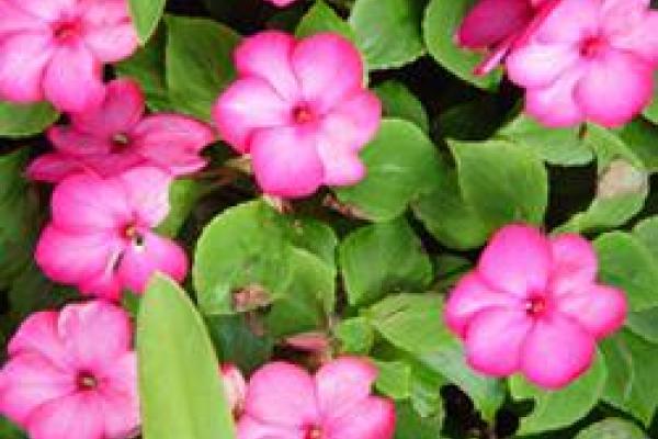 closeup of impatiens