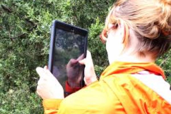 EEOB3320 student using iPad to take picture of gymnosperm at Chadwick learning gardens