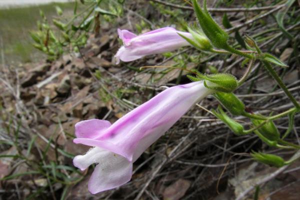 Penstemon lyallii