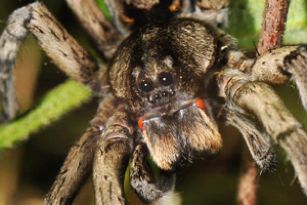 tarantula closeup