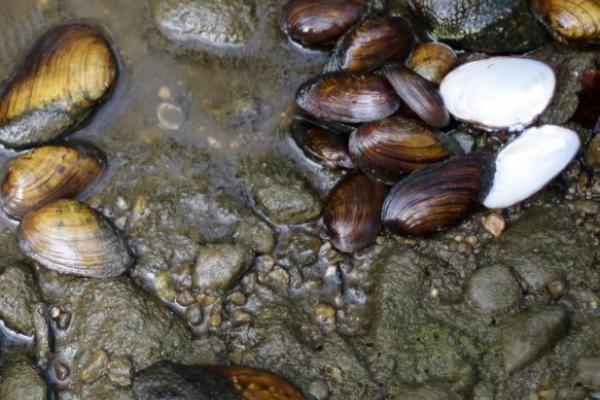 mussel die off - Dispatch mussel die off - Dispatch