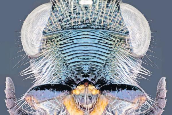 parasitoid closeup parasitoid closeup