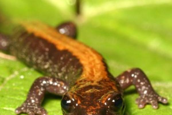 closeup of Plethodon idahoensis on a leaf
