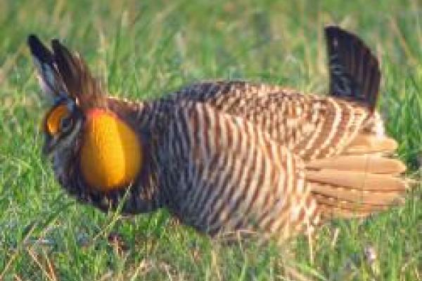 closeup of Male Greater Prairie Chicken displaying in grass