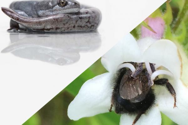 salamander & bee salamander & bee