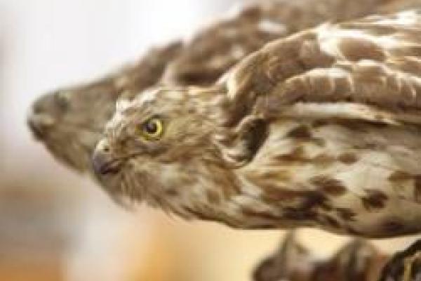 closeup of stuffed hawk from the MBD's bird collection
