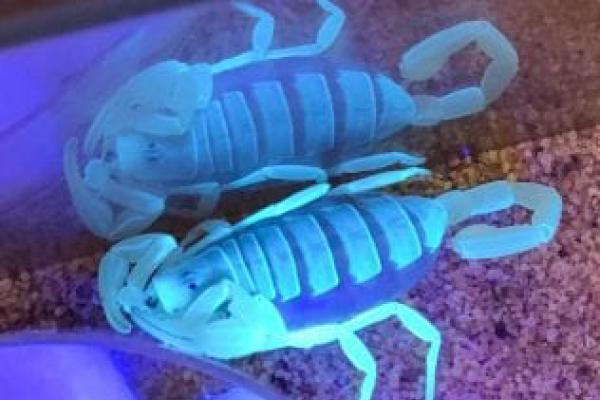 dune scorpion at insectary dune scorpion at insectary