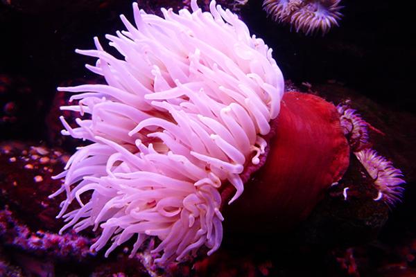 sea anemone sea anemone