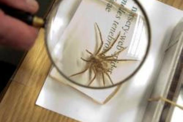 spider under magnifying glass