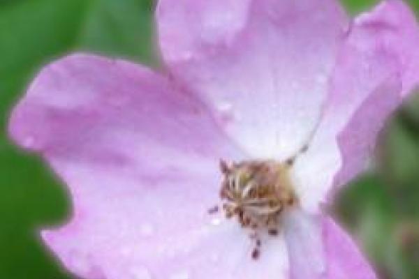 closeup of pink and white flower