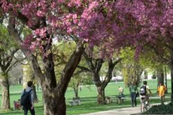 students walking down shady sidewalk on Oval lined with blossoming apple trees