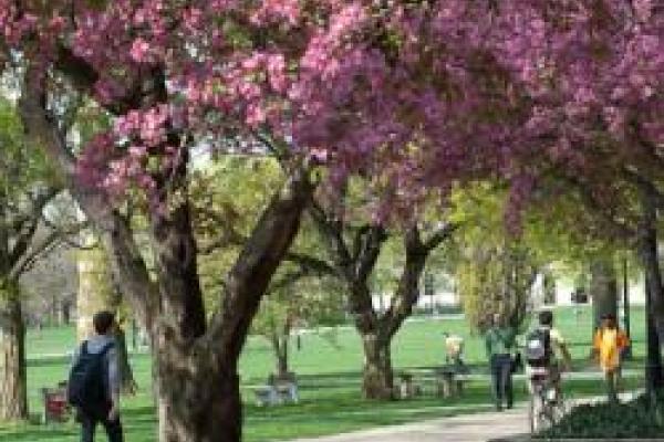 students walking down shady sidewalk on Oval lined with blossoming apple trees