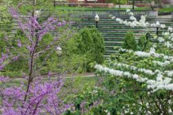 mirror lake amphitheater visible through flowering tree branches