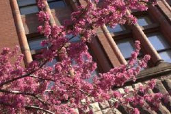 closeup of tree branches with pink blossoms in front of building